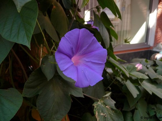 Ipomoea indica / Blaue Prunkwinde