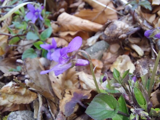 Viola riviniana / Hain-Veilchen