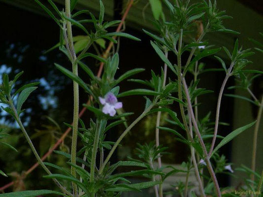 Satureja hortensis / Echtes Bohnenkraut