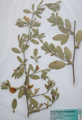 Ononis repens / Kriechende Hauhechel  (06/2009; Ihringen)  (Herbarium Dr. Wolf v. Thun)