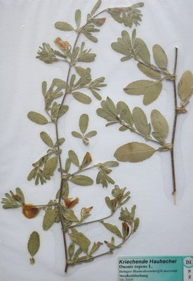 Ononis repens / Kriechende Hauhechel  (06/2009; Ihringen)  (Herbarium Dr. Wolf v. Thun)