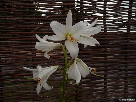 Lilium candidum / Madonnen-Lilie (28.06.2014; Konstanz, Kräutergarten der Konzilausstellung)