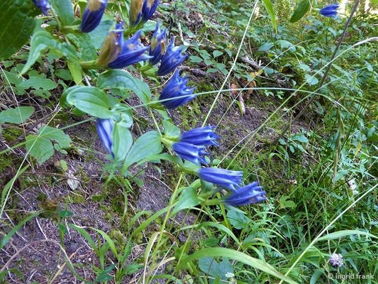 Gentiana asclepiadea / Schwalbenwurz-Enzian    VII-IX