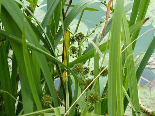 Sparganium spec. / Igelkolben-Arten