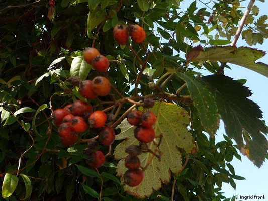 Sorbus mougeotti / Berg-Mehlbeerbaum