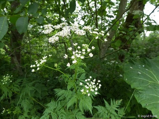 Chaerophyllum aureum / Gold-Kälberkropf   (03.06.2020; an der Schussen)
