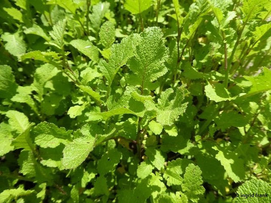 Brassica nigra / Schwarzer Senf (12.05.2019; Botanischer Garten Universität Würzburg)