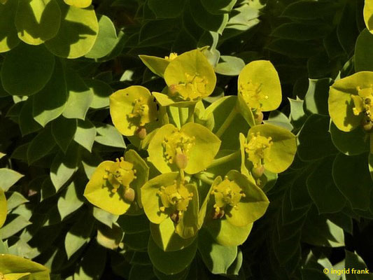 Euphorbia myrsinites - Walzen-Wolfsmilch    IV-VI