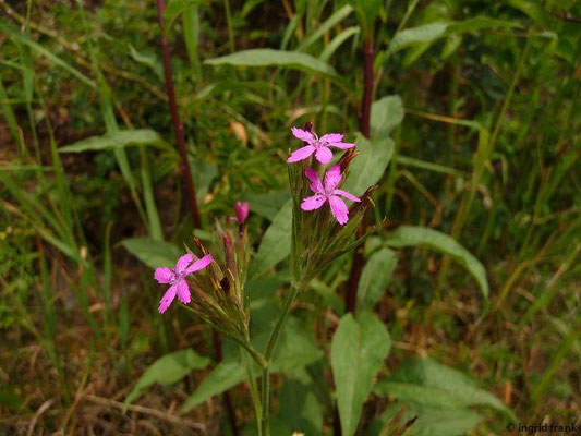 Dianthus armeria / Raue Nelke    VI-VIII