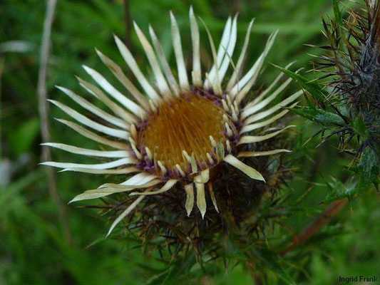 Carlina vulgaris - Golddistel