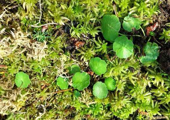 Hydrocotyle vulgaris / Gewöhnlicher Wassernabel (Botanischer Garten Universität Heidelberg); Baden-Württemberg: 2 (stark gefährdet)