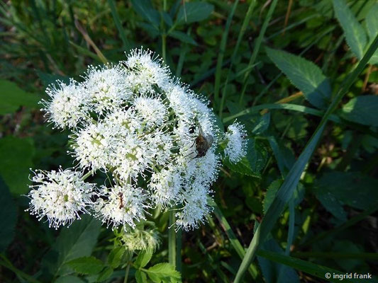 Angelica sylvestris - Wilde Engelwurz