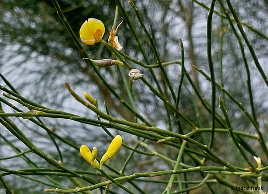 Genista aetnensis / Ätna-Ginster  (28.09.2025; Sizilien, Ätna)
