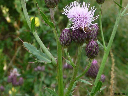 Cirsium arvense / Acker-Kratzdistel