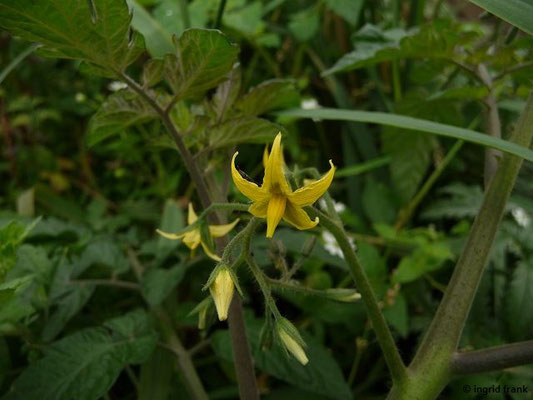Solanum lycopersicum / Garten-Tomate    V-X