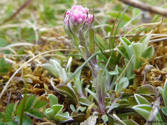 Antennaria dioica / Gewöhnliches Katzenpfötchen