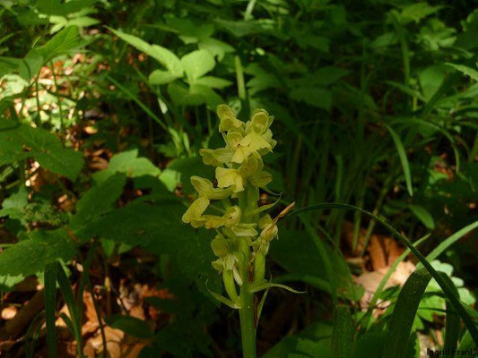 Orchis pallens / Bleiches Knabenkraut