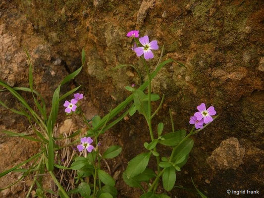 Malcolmia flexuosa / Gebogene Malcolmie