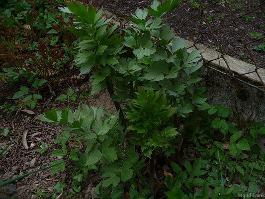 Levisticum officinale - Garten-Liebstöckel
