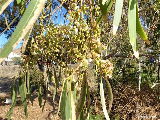 Eucalyptus camaldulensis / Camaldoli-Eukalyptus