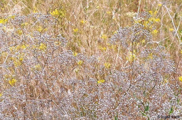 Gypsophila paniculata / Schleierkraut