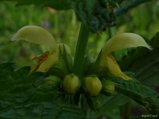 Lamiastrum galeobdolon - Goldnessel