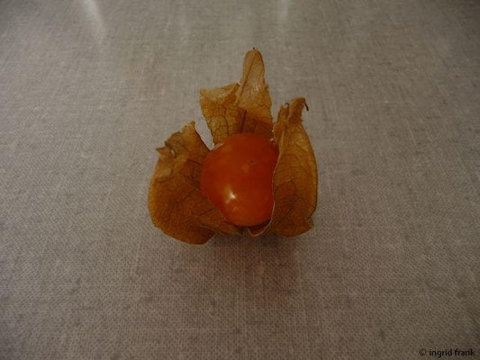 Physalis peruviana / Peruanische Blasenkirsche, Kapstachelbeere