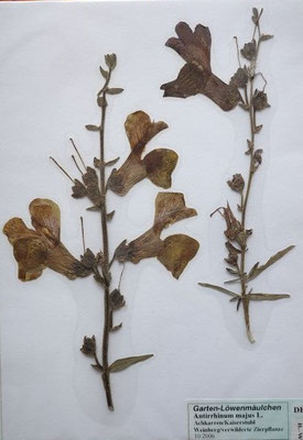 Antirrhinum majus / Großes Löwenmaul  (10/2006; Achkarren)  (Herbarium Dr. Wolf v. Thun)