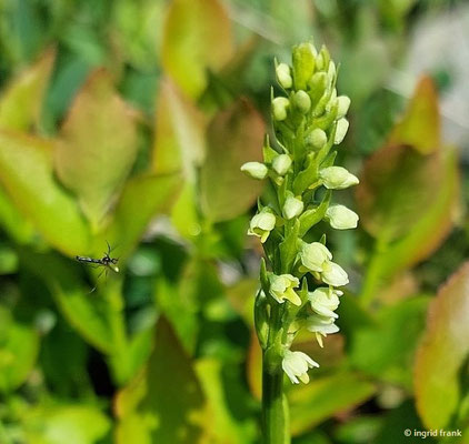 Pseuorchis spec. (2 Arten)