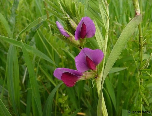 Vicia sativa / Saat-Wicke, Futter-Wicke