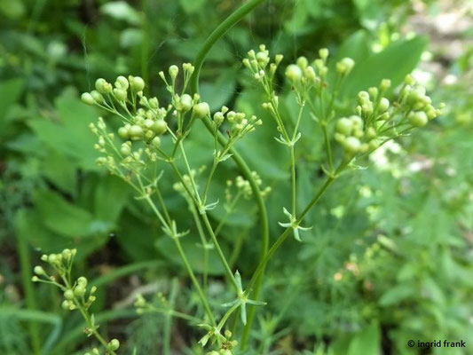 Galium glaucum / Blaugrünes Labkraut