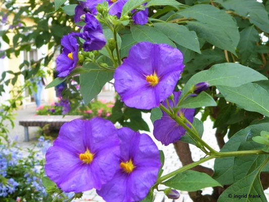 Lycianthes rantonnetii / Blauer Kartoffelstrauch