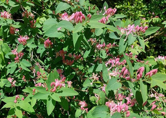 Lonicera tatarica / Tataren-Heckenkirsche  (01.05.2025; Geislingen an der Steige, östlich vom Bahnhof)
