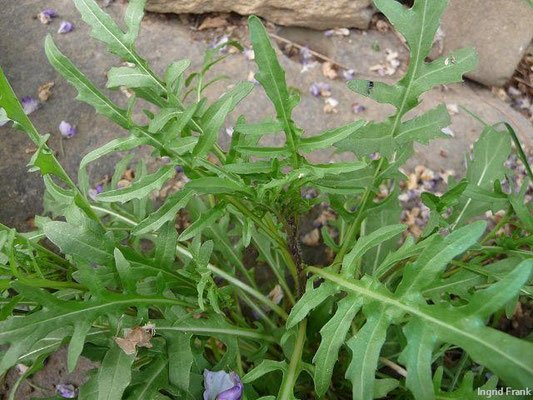 Diplotaxis tenuifolia - "Rukola"