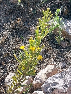 Dittrichia viscosa / Breitblättriger Klebalant  (29.09.2025; Sizilien, Syrakus, Archäologiepark)