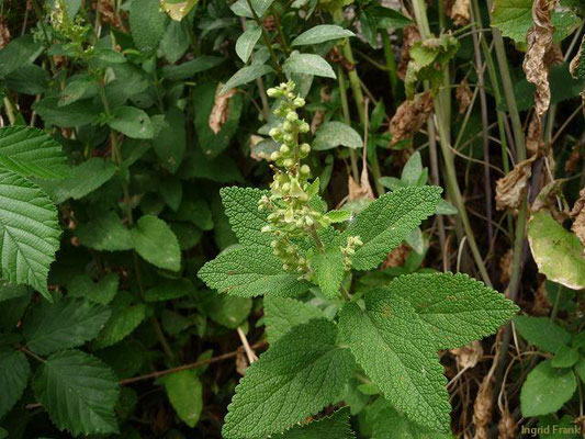 Teucrium scorodonia / Salbei-Gamander    (05.06.2011; Odenwald bei Dossenheim)
