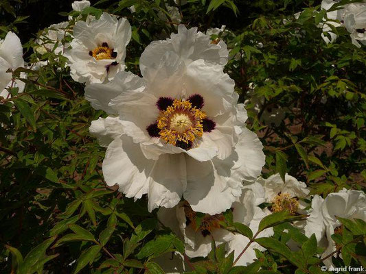 Paeonia suffruticosa / Strauch-Päonie (30.04.2014; Botanischer Garten Berlin)