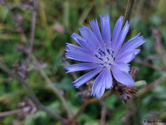 Cichorium intybus / Wegwarte  (24.09.2023; Weingarten, "Panzerbuckel")