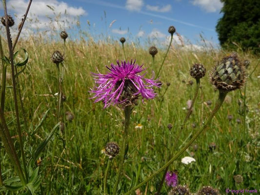 Centaurea scabiosa / Skabiosen-Flockenblume    VII-VIII