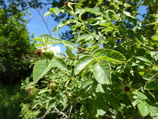 Rosa rubiginosa / Wein-Rose    VI-VII (25.06.2022; Botanischer Garten der Universität Tübingen)