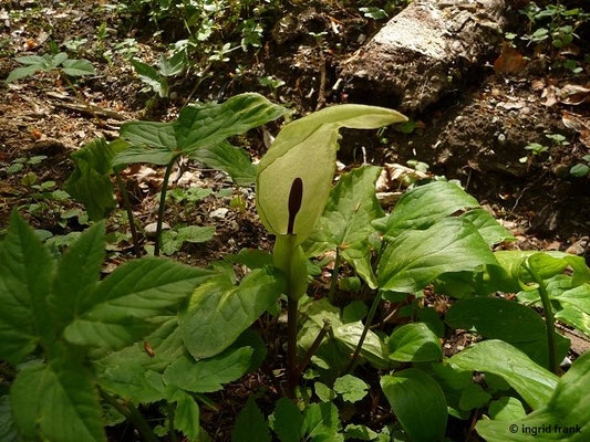 Arum spec. (26 Arten)