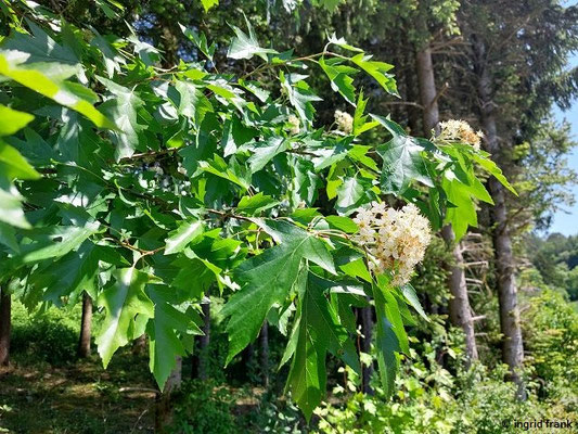 Sorbus torminalis / Elsbeerbaum (Hägelesberg bei Urspring)