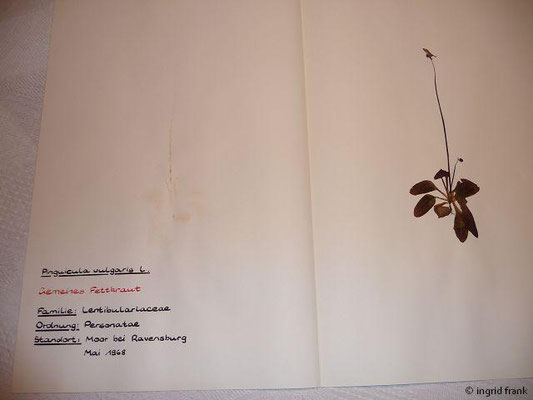 Pinguicula vulgaris / Gewöhnliches Fettkraut  (05/1968; Kemmerlanger Moos)