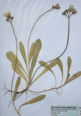Pilosella lactucella / Öhrchen-Mausohrhabichtskraut    V-VIII   (Herbarium Dr. Wolf von Thun)