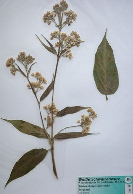 Vincetoxicum hirundinaria / Weiße Schwalbenwurz   (05/2009; Büchsenberg/Kaisersstuhl)  (Herbarium Dr. Wolf v. Thun)