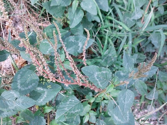 Amaranthus viridis / Grüner Amarant  (30.09.2025; Sizilien, Savoca, Straßenrand)