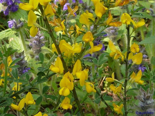 Genista pilosa / Haar-Ginster(Botanischer Garten Berlin)    V-VI