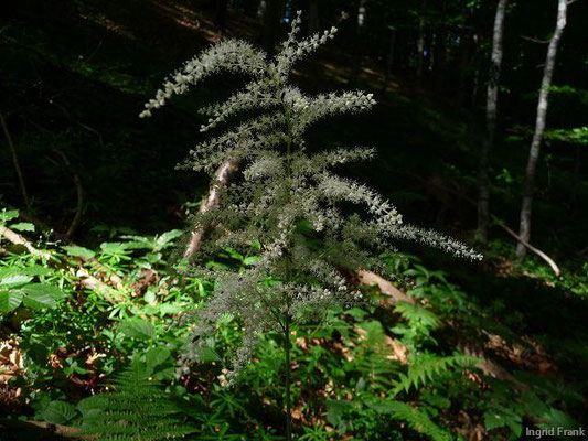 Aruncus dioicus / Wald-Geißbart