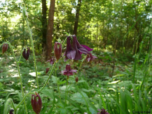 Aquilegia atrata / Schwarzviolette Akelei