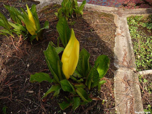 Lysichiton americanus / Gelbe Scheinkalla (27.03.2014; Botanischer Garten der Universität Basel)